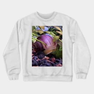 Mystery snail Crewneck Sweatshirt